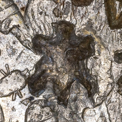 Possibly 木 - mù - tree, wood, Japanese Kanji radical 75