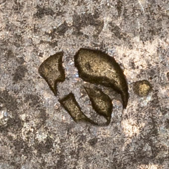 Small symbol chop