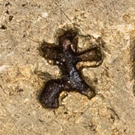 Unknown chop