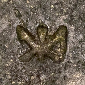 Unknown symbol
