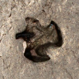 Small unknown chopmark