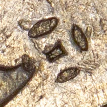 Cash coin (銅錢)