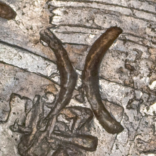 八 - Liushutong script variant of 八 - bā - eight
