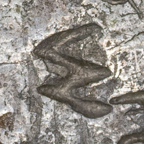 Unknown chopmark