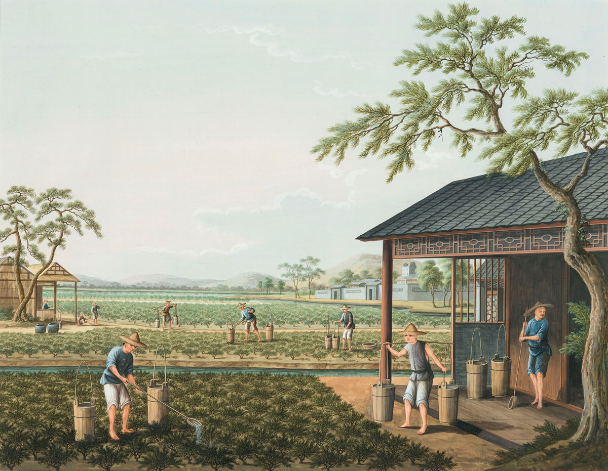 Tea production