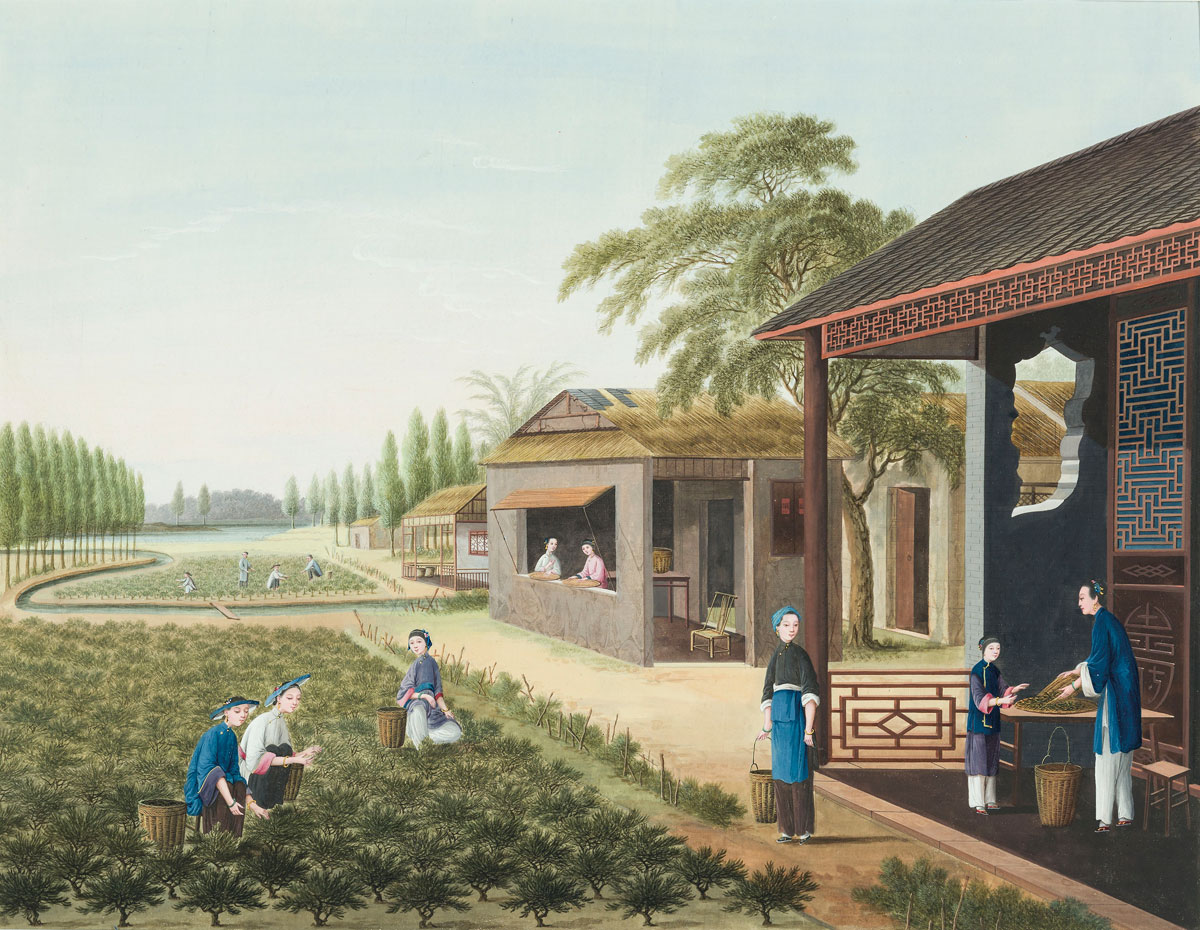 Tea production
