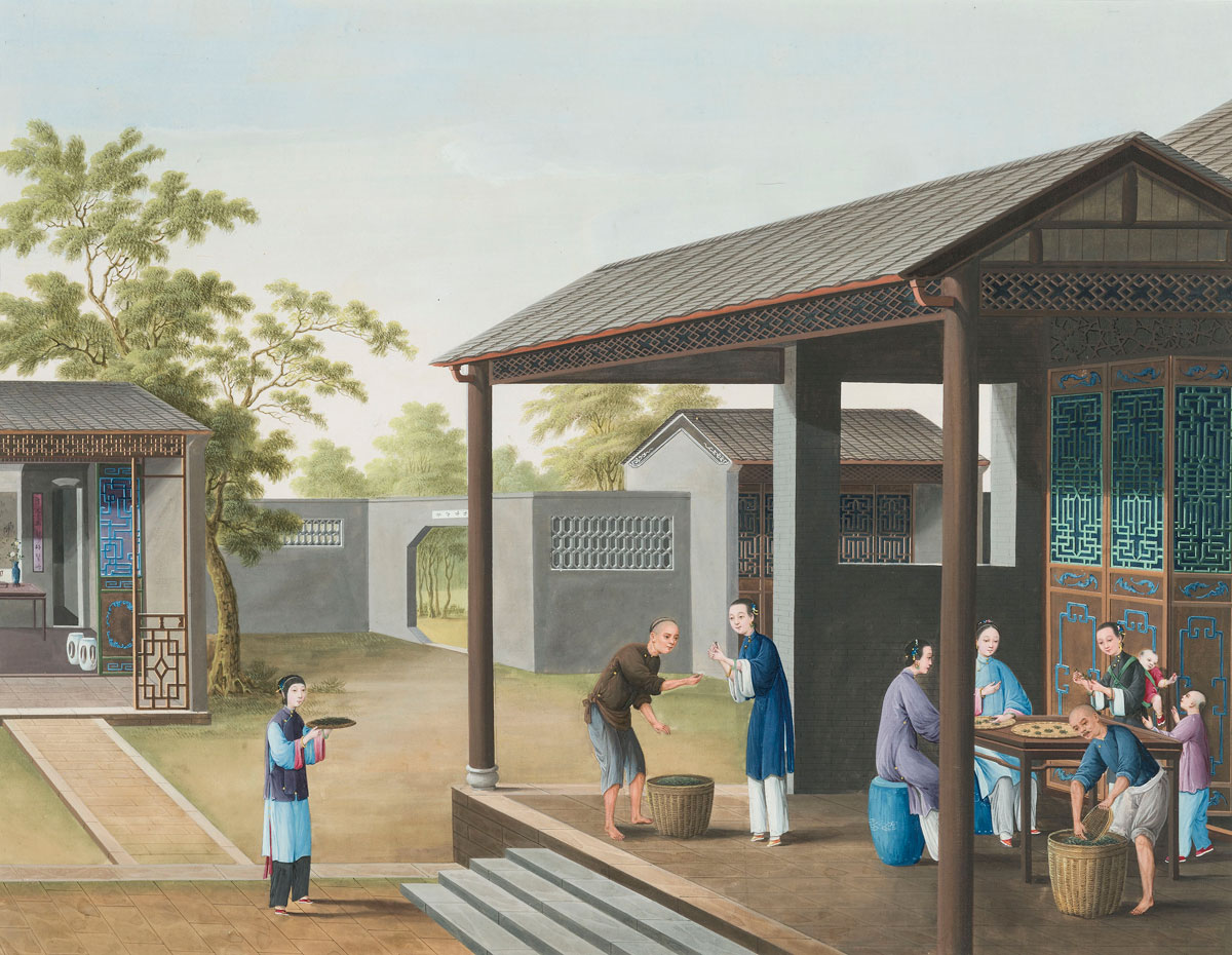 Tea production