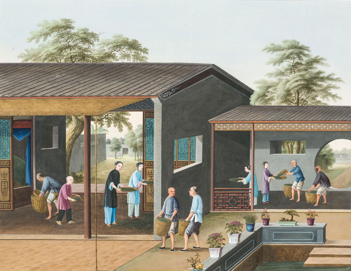 Tea production