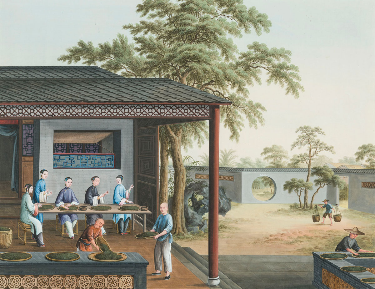 Tea production