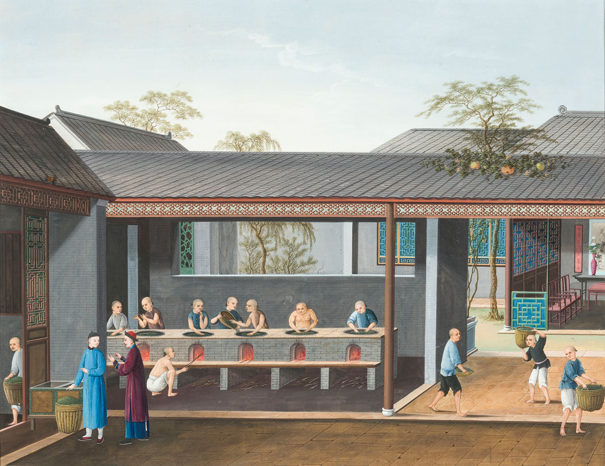 Tea production