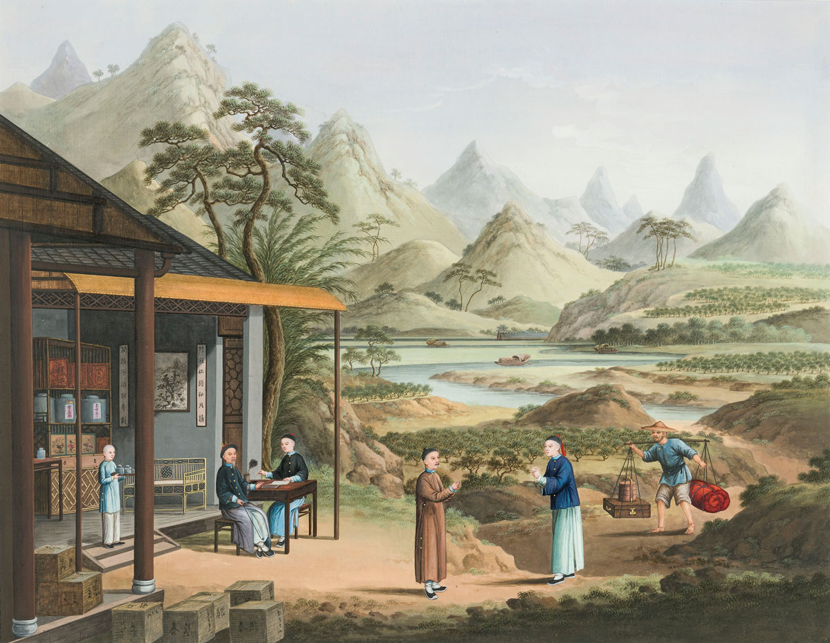 Tea production